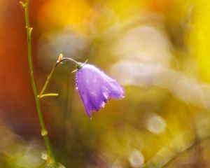 Preview wallpaper bell, drops, flower, purple, bokeh