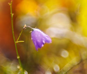 Preview wallpaper bell, drops, flower, purple, bokeh