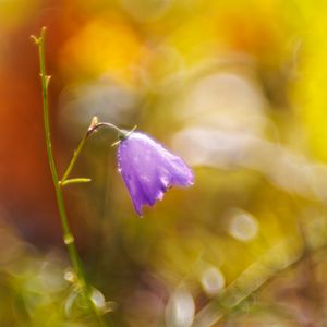 Preview wallpaper bell, drops, flower, purple, bokeh