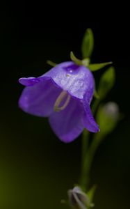 Preview wallpaper bell, flower, blue, blur