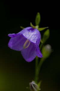 Preview wallpaper bell, flower, blue, blur