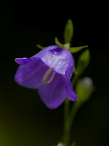 Preview wallpaper bell, flower, blue, blur