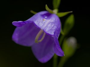 Preview wallpaper bell, flower, blue, blur