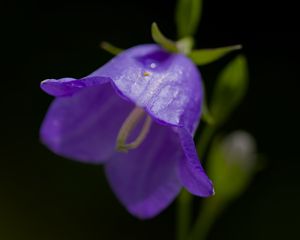 Preview wallpaper bell, flower, blue, blur