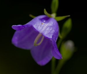 Preview wallpaper bell, flower, blue, blur