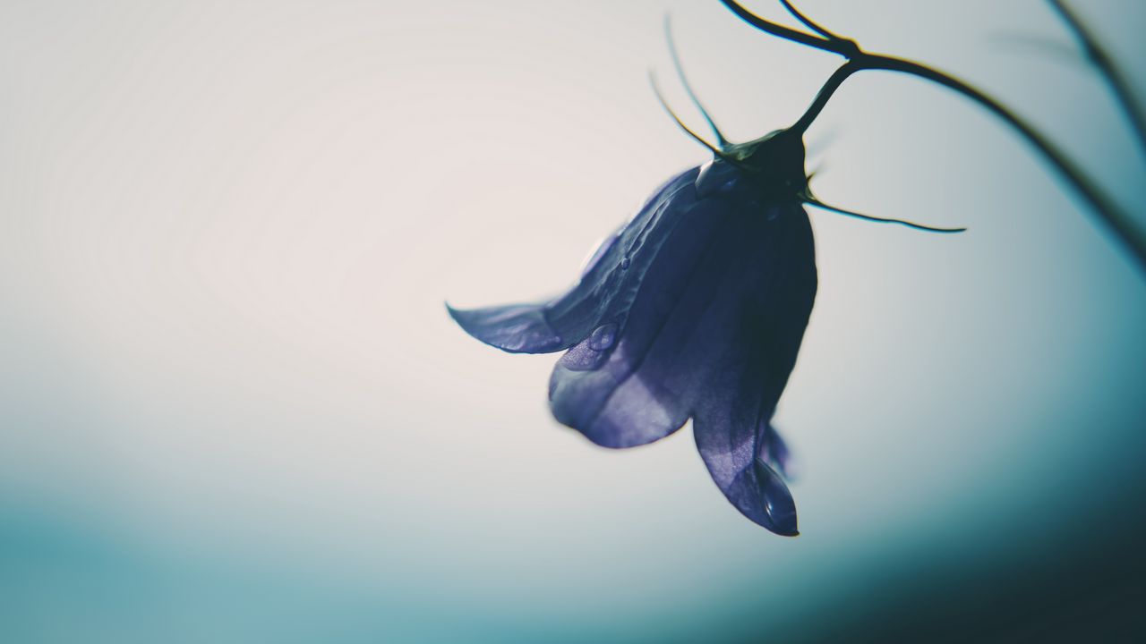 Wallpaper bell, flower, bud, drops, purple