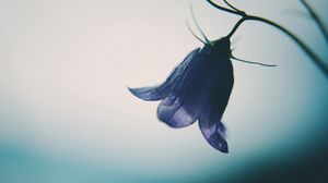 Preview wallpaper bell, flower, bud, drops, purple