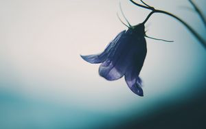 Preview wallpaper bell, flower, bud, drops, purple