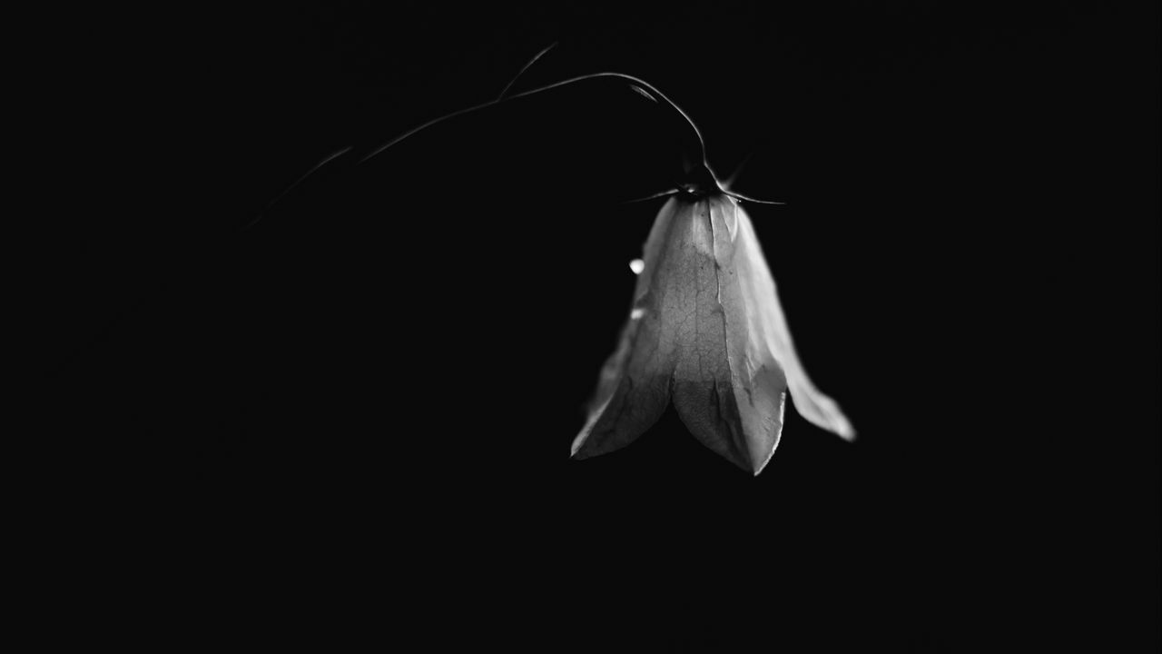 Wallpaper bell, flower, bud, drops, black and white