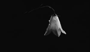 Preview wallpaper bell, flower, bud, drops, black and white