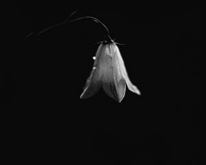 Preview wallpaper bell, flower, bud, drops, black and white