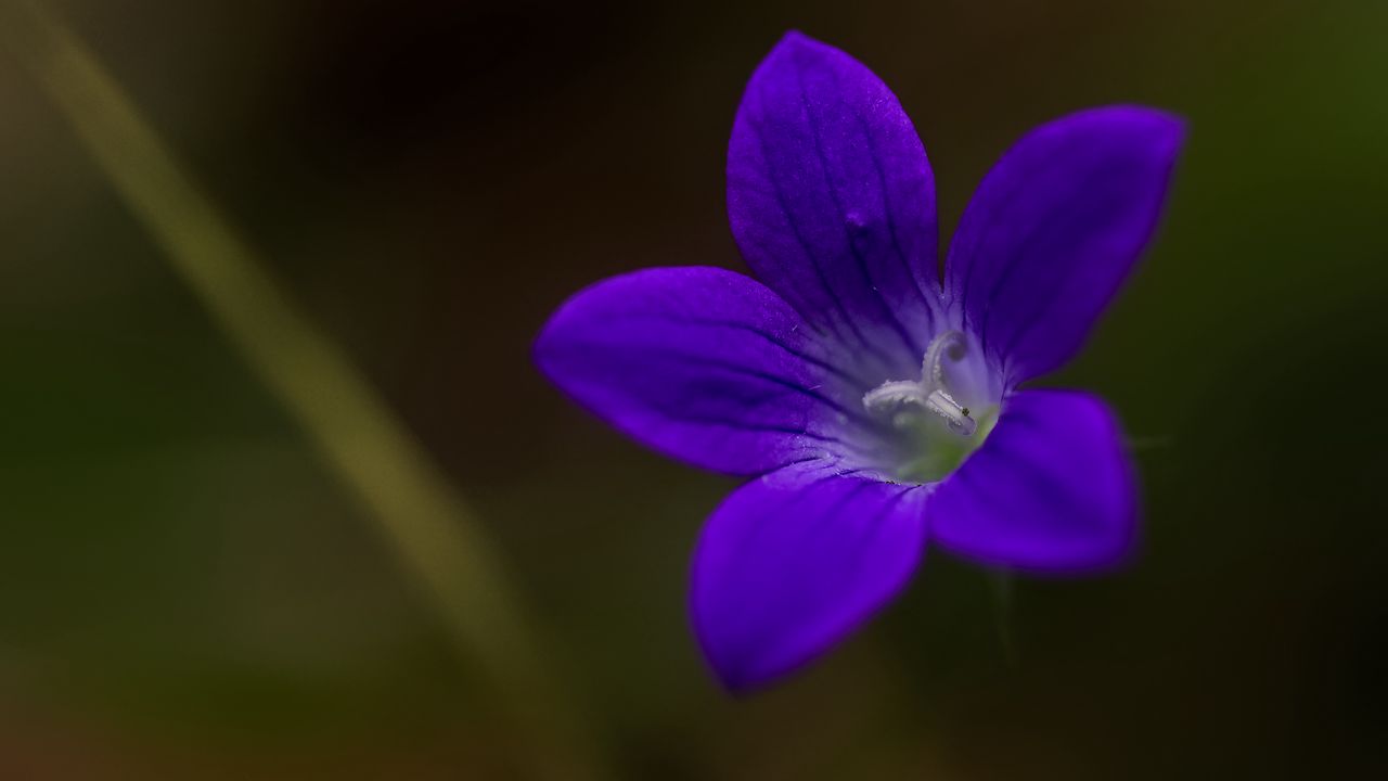 Wallpaper bell, flower, petals, purple