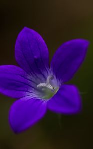 Preview wallpaper bell, flower, petals, purple