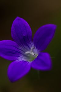 Preview wallpaper bell, flower, petals, purple