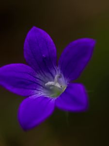 Preview wallpaper bell, flower, petals, purple