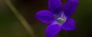 Preview wallpaper bell, flower, petals, purple