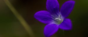 Preview wallpaper bell, flower, petals, purple