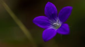 Preview wallpaper bell, flower, petals, purple