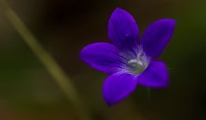 Preview wallpaper bell, flower, petals, purple