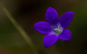 Preview wallpaper bell, flower, petals, purple