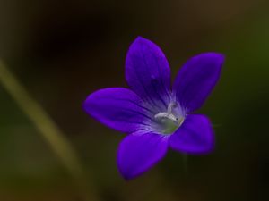 Preview wallpaper bell, flower, petals, purple