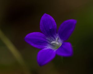 Preview wallpaper bell, flower, petals, purple