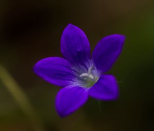 Preview wallpaper bell, flower, petals, purple