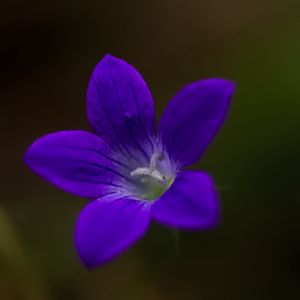 Preview wallpaper bell, flower, petals, purple