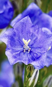 Preview wallpaper bell, flower, petals, blue