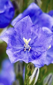 Preview wallpaper bell, flower, petals, blue