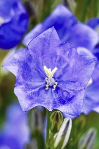 Preview wallpaper bell, flower, petals, blue