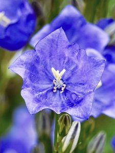 Preview wallpaper bell, flower, petals, blue