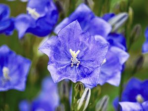 Preview wallpaper bell, flower, petals, blue