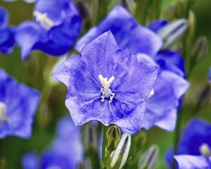 Preview wallpaper bell, flower, petals, blue