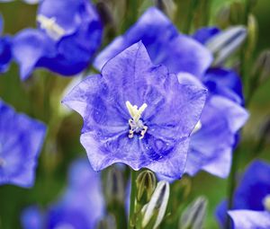 Preview wallpaper bell, flower, petals, blue