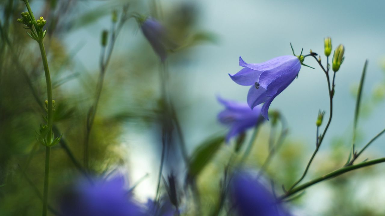 Wallpaper bell, flower, petals, blur