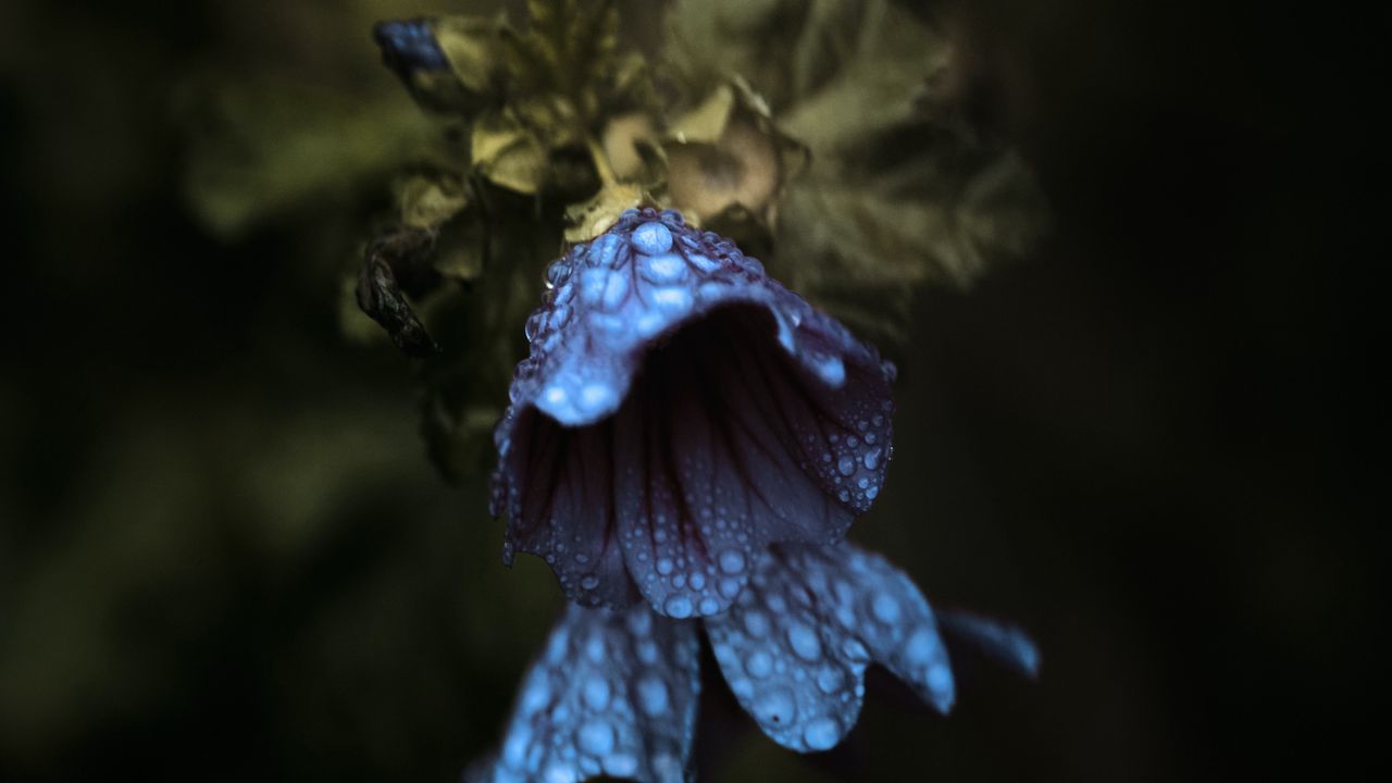 Wallpaper bell, flowers, drops, macro, dark