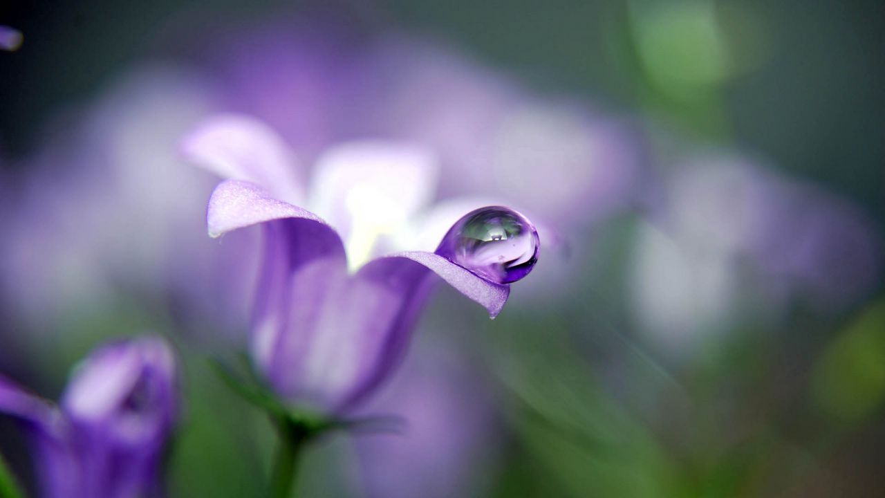 Wallpaper bell, plant, flower, petals, drop