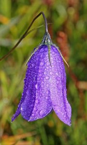Preview wallpaper bellflower, campanula, flower, drops