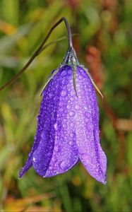 Preview wallpaper bellflower, campanula, flower, drops