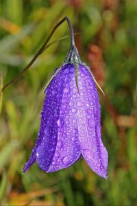 Preview wallpaper bellflower, campanula, flower, drops