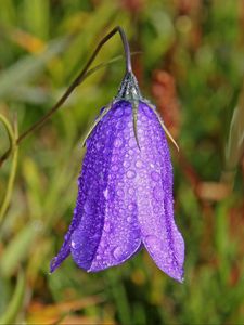 Preview wallpaper bellflower, campanula, flower, drops