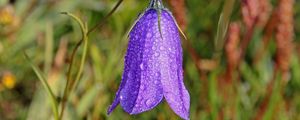 Preview wallpaper bellflower, campanula, flower, drops