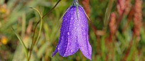 Preview wallpaper bellflower, campanula, flower, drops