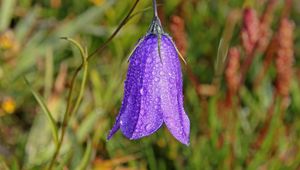 Preview wallpaper bellflower, campanula, flower, drops