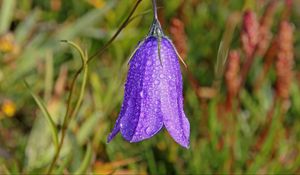 Preview wallpaper bellflower, campanula, flower, drops