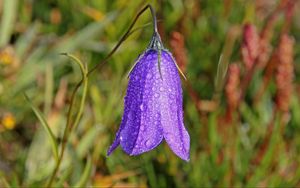 Preview wallpaper bellflower, campanula, flower, drops