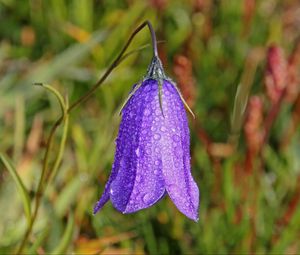 Preview wallpaper bellflower, campanula, flower, drops