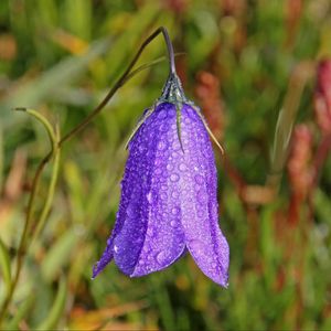 Preview wallpaper bellflower, campanula, flower, drops