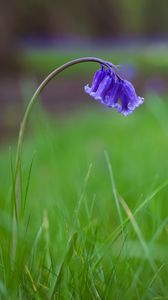 Preview wallpaper bellflower, flower, buds, grass